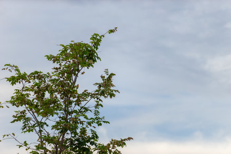 Branches in the sky with both green leaves and dead branches.の写真素材