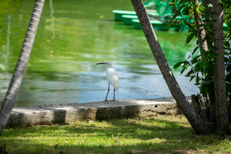 Little egret on the shore of a lake in the summer.の写真素材