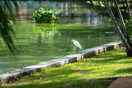 Little egret on the shore of a lake in the summer.の写真素材
