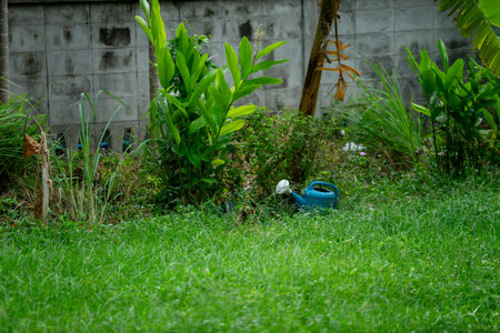 water can put on grass in nature placeの写真素材