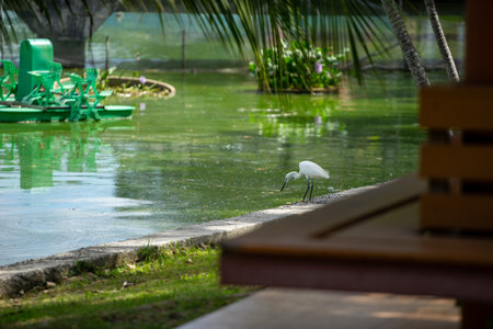 Little egret on the shore of a lake in the summer.の写真素材