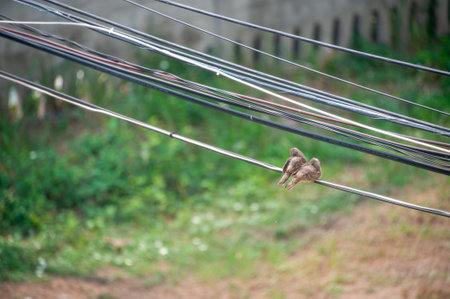 The bird's outline is sharply defined, with its feathers ruffled by a gentle breeze, and its posture exudes a sense of serenity and freedom."の写真素材