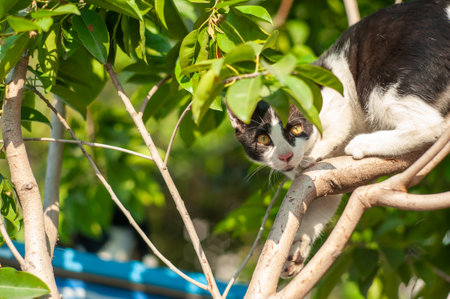 Cat on tree in sunny dayの写真素材