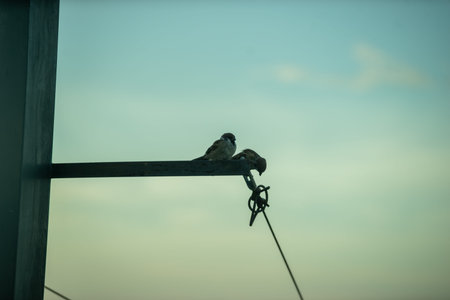This high-resolution image showcases a charming sparrow in its natural habitat, with exquisite plumage and intricate feather details.の写真素材