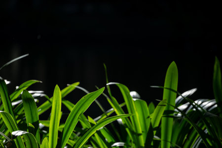Close up of a green plant on black background with copy space.の写真素材