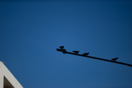 The bird's outline is sharply defined, with its feathers ruffled by a gentle breeze, and its posture exudes a sense of serenity and freedom."の写真素材