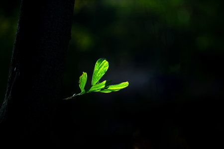 Close up of a green plant on black background with copy space.の写真素材