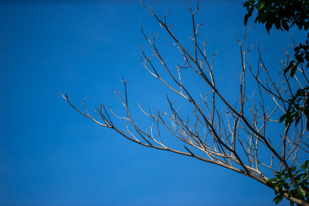 Branches in the sky with both green leaves and dead branches.の写真素材