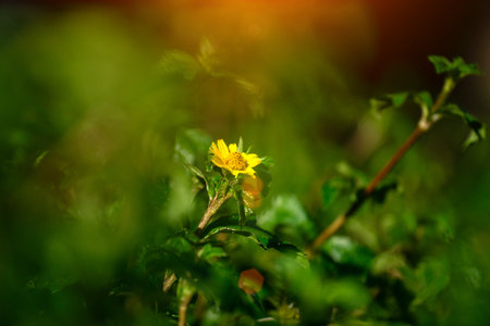 Sunset in the forest. Beautiful autumn landscape with sunbeams.の写真素材