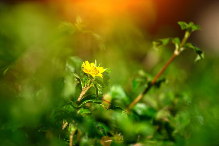Sunset in the forest. Beautiful autumn landscape with sunbeams.の写真素材