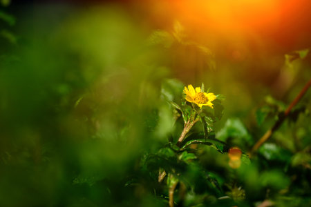 Sunset in the forest. Beautiful autumn landscape with sunbeams.の写真素材