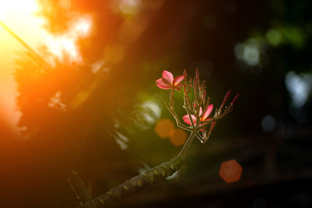 frangipani flower in sunlight nature place .の写真素材