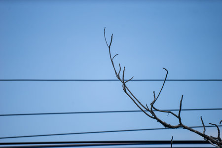 An electrical pole that shows the disorder in the arrangement of the cables.の写真素材