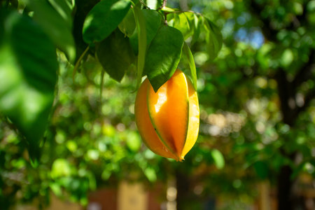 The fruit of star fruit is a fusiform fruit. When cut horizontally it becomes a five-pointed star.の写真素材