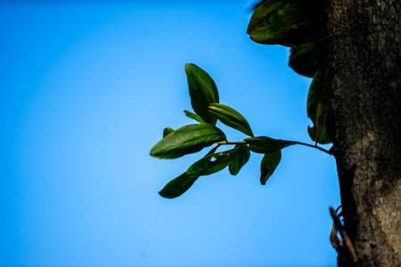 Branches in the sky with both green leaves and dead branches.の写真素材