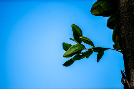 Branches in the sky with both green leaves and dead branches.の写真素材