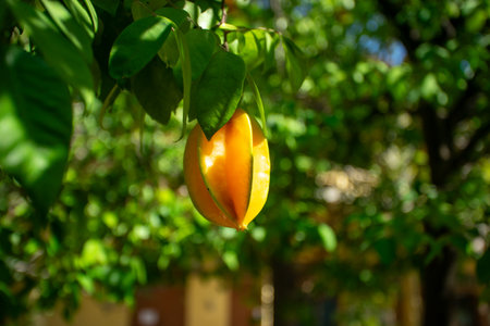 The fruit of star fruit is a fusiform fruit. When cut horizontally it becomes a five-pointed star.の写真素材