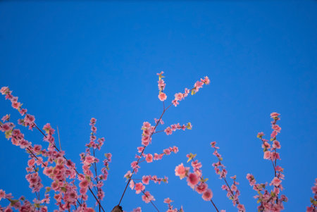 Cherry blossom (cherry blossom) is the flower of the cherry tree. There are many types. Sakura species are commonの写真素材