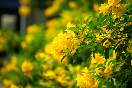 yellow elder flower that looks bright and gives a refreshing feelingの写真素材