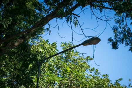 Lamp post in the garden with tree and green leaves backgroundの写真素材
