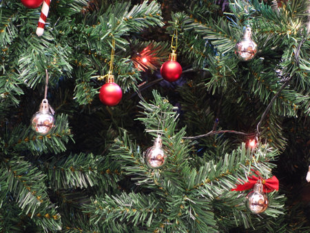 In ancient times, the Christmas tree meant a tree in paradise.の写真素材
