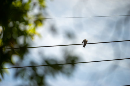 The bird's outline is sharply defined, with its feathers ruffled by a gentle breeze, and its posture exudes a sense of serenity and freedom."の写真素材