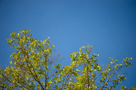 Branches in the sky with both green leaves and dead branches.の写真素材