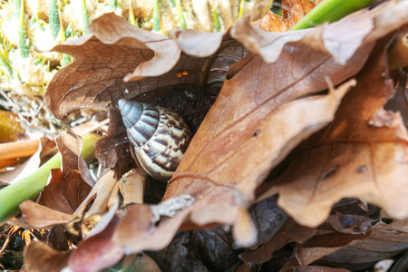 This photograph captures a snail nestled among fallen autumn leaves, showcasing its intricate shell pattern and the vibrant textures of natureの写真素材