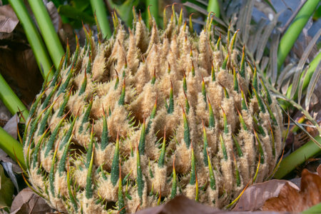 This close-up image showcases a uniquely textured spiky plant in its natural habitat, highlighting intricate details and vibrant colors in the outdoor setting.の写真素材