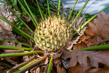 A close-up view of a pineapple plant showcasing its unique texture. The vibrant foliage surrounds the fruit, creating an interesting contrast with dry leaves.の写真素材