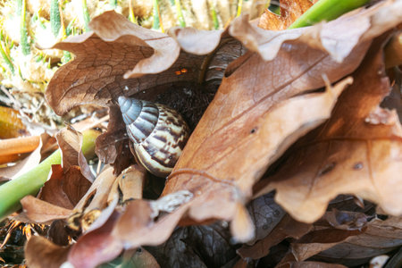 A snail blends seamlessly into a bed of autumn leaves, showcasing nature's beauty and tranquility. The intricate patterns of its shell contrast with the earthy tones of the foliage.の写真素材