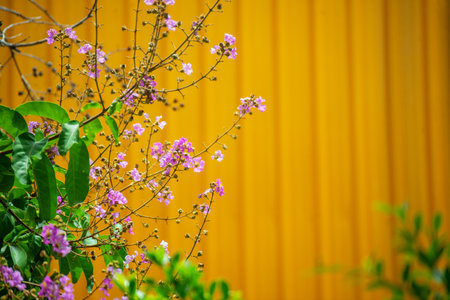 A stunning display of vibrant purple flowers against a bright yellow background, showcasing nature's beauty and charm in a serene outdoor setting.の写真素材