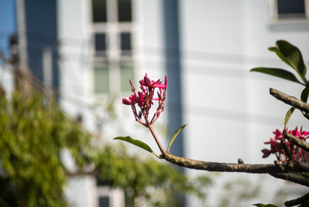 A stunning display of vibrant pink flowers contrasts beautifully against soft blue urban buildings, showcasing natureの写真素材