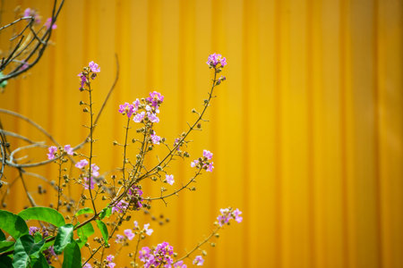 A beautiful display of delicate flowers blooming against a striking yellow background, highlighting the vibrant colors of nature in springtime.の写真素材