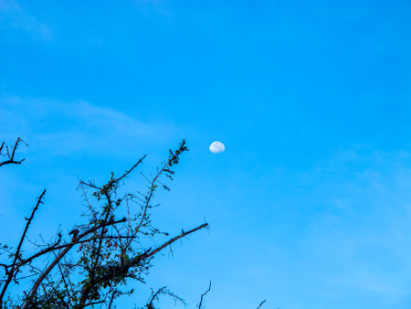 A tranquil view of a bright moon hanging in a clear blue sky, framed by leafless branches. The serene atmosphere captures nature's beauty during daylight.の写真素材