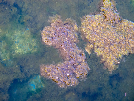 This image captures a serene underwater view showcasing colorful algae and seaweed. Natural textures and hues create a captivating aquatic scene.の写真素材