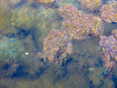 This image captures an underwater scene featuring colorful algae and rock formations. The clear water reveals textures and biodiversity, highlighting nature's beauty.の写真素材