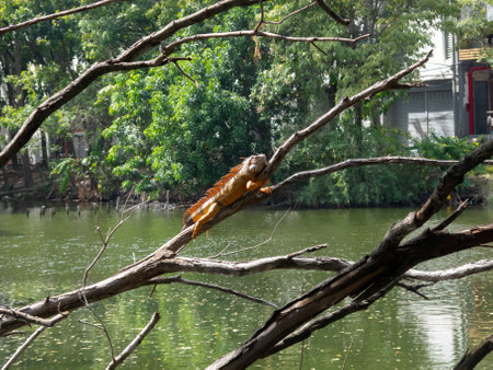 An iguana peacefully rests on a branch above a calm green water body, surrounded by lush foliage, capturing the essence of nature's tranquility.の写真素材