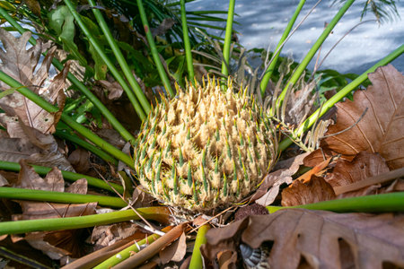 This image features an exotic tropical plant with a spiky fruit surrounded by lush green foliage and fallen leaves, capturing the beauty of nature in detail.の写真素材