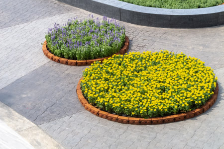 Beautiful garden featuring circular flower beds filled with vibrant yellow and purple blooms surrounded by a stone pathway. Ideal for landscape design inspiration.の写真素材