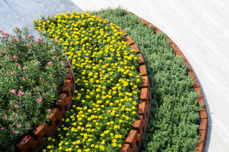 This image showcases a beautifully designed flower bed featuring bright yellow flowers and lush green plants, creating a vibrant urban garden space.の写真素材