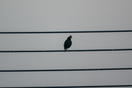 A black bird perches on power lines, singing against a grey sky. This serene scene captures the essence of urban wildlife and the beauty of nature.の写真素材