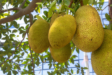 A close-up view of fresh green jackfruit hanging on a tree branch, showcasing the vibrant texture and color in a natural outdoor setting.の写真素材