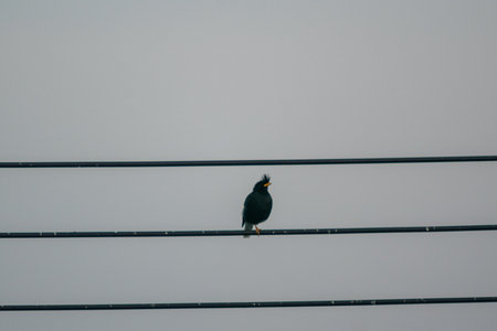 A solitary black bird perches on power wires, singing against a soft gray sky. The image captures a tranquil moment in nature, showcasing the beauty of avian life.の写真素材
