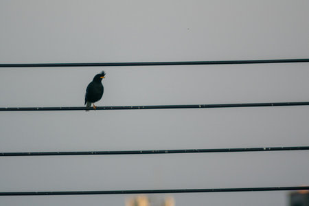A solitary black bird is perched on a power line, creating a serene silhouette against the soft hues of the evening sky, capturing a tranquil moment in nature.の写真素材