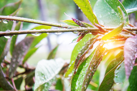 Close-up view of raindrops resting on green leaves of a branch, showcasing nature's beauty. Soft focus background enhances the tranquility of the scene.の写真素材