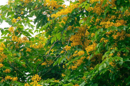 A stunning display of vibrant yellow flowers against lush green leaves, capturing the essence of nature's beauty and the joy of blooming in a serene outdoor setting.の写真素材