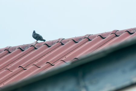 A solitary bird perches on a red tile roof under a gray sky, showcasing an urban landscape. The scene reflects a peaceful moment in nature amidst the city.の写真素材