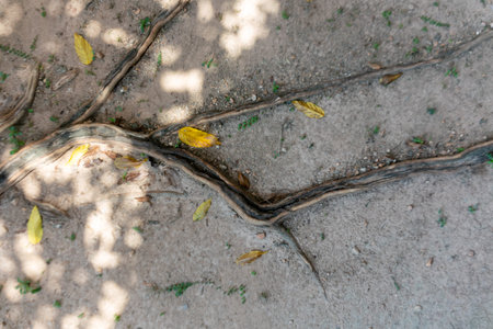 Roots stretch across the ground adorned with fallen leaves, casting gentle shadows in the warm sunlight, creating a serene outdoor scene filled with natural beauty.の写真素材