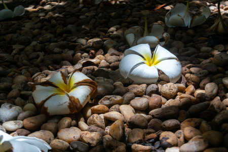 A beautiful white flower resting on a textured, pebble-strewn ground, illuminated by soft sunlight, showcasing nature's serenity and elegance in a tranquil setting.の写真素材